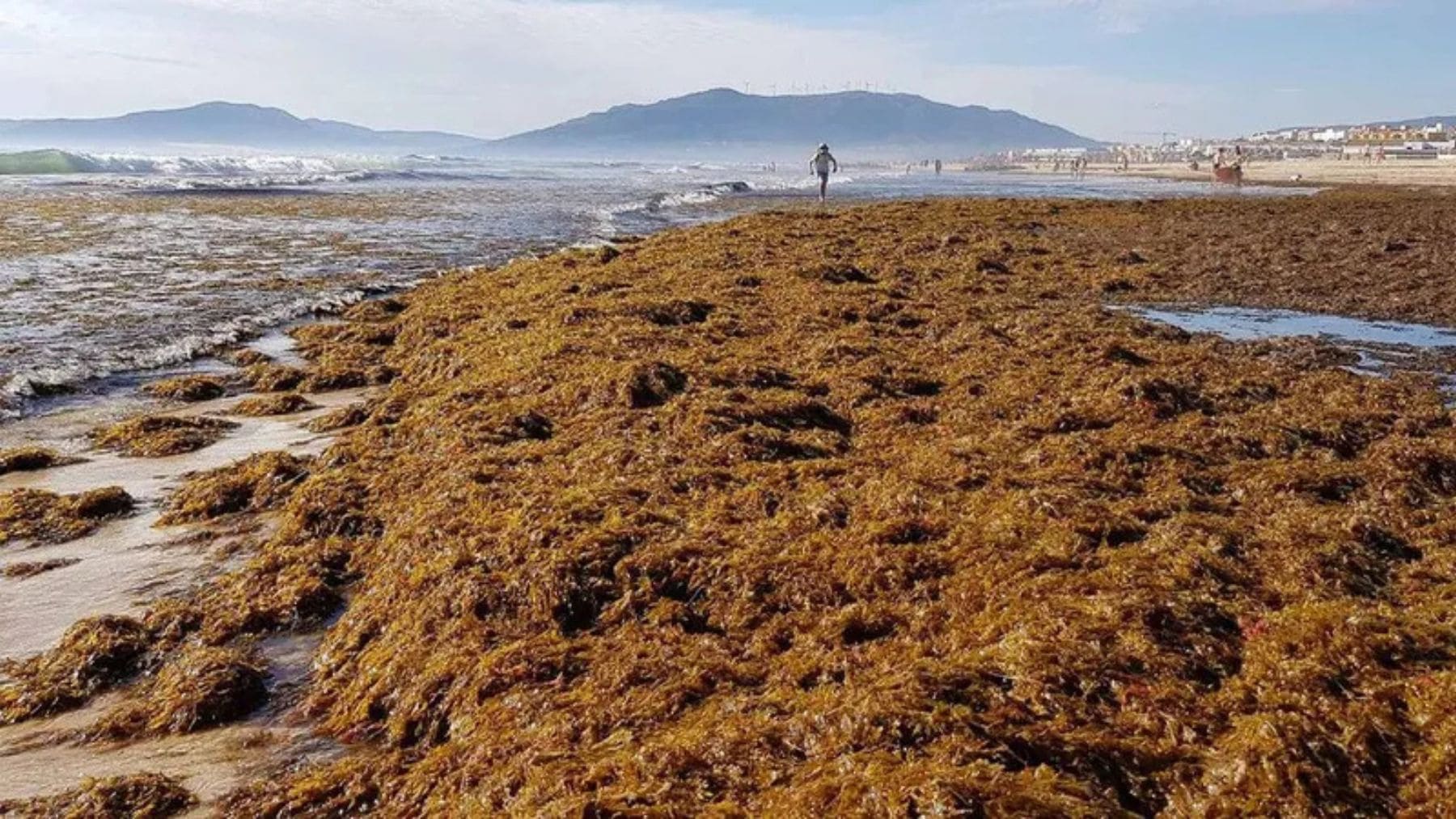 Alerta ecológica en España: 7 playas amenazadas por el alga asiática en Andalucía