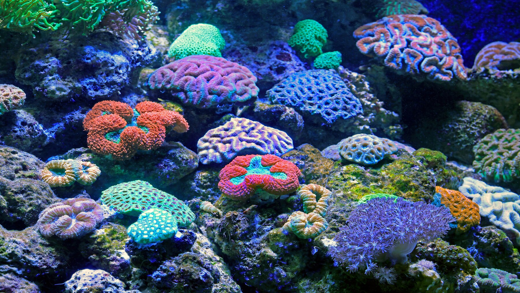 El día mundial de los arrecifes 2026 advierte sobre la inminente desaparición de corales
