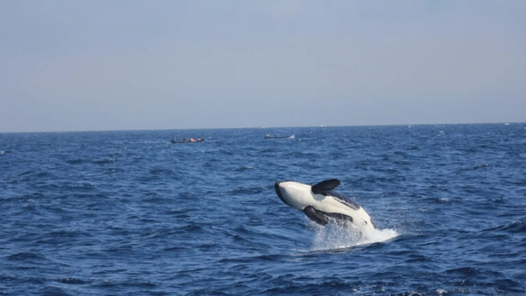Las orcas ibéricas están al borde de la extinción con menos de 40 individuos supervivientes