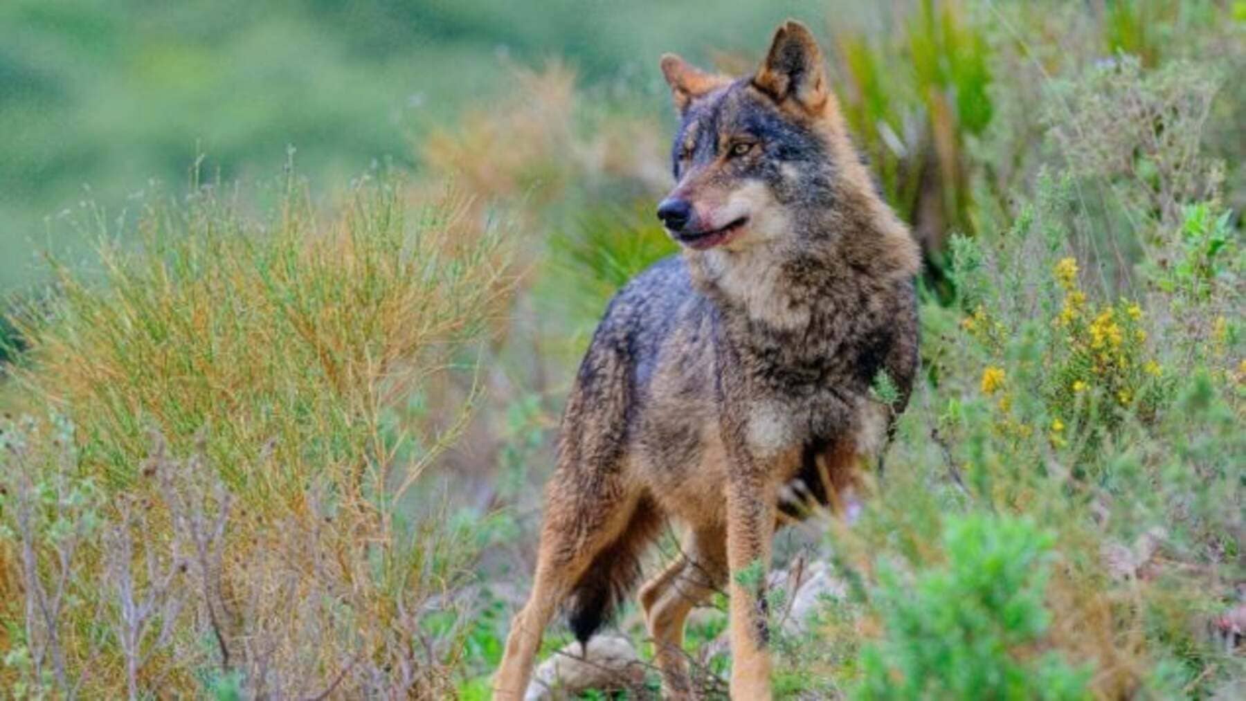 España busca reubicar lobos para proteger la especie y la ganadería con una medida innovadora