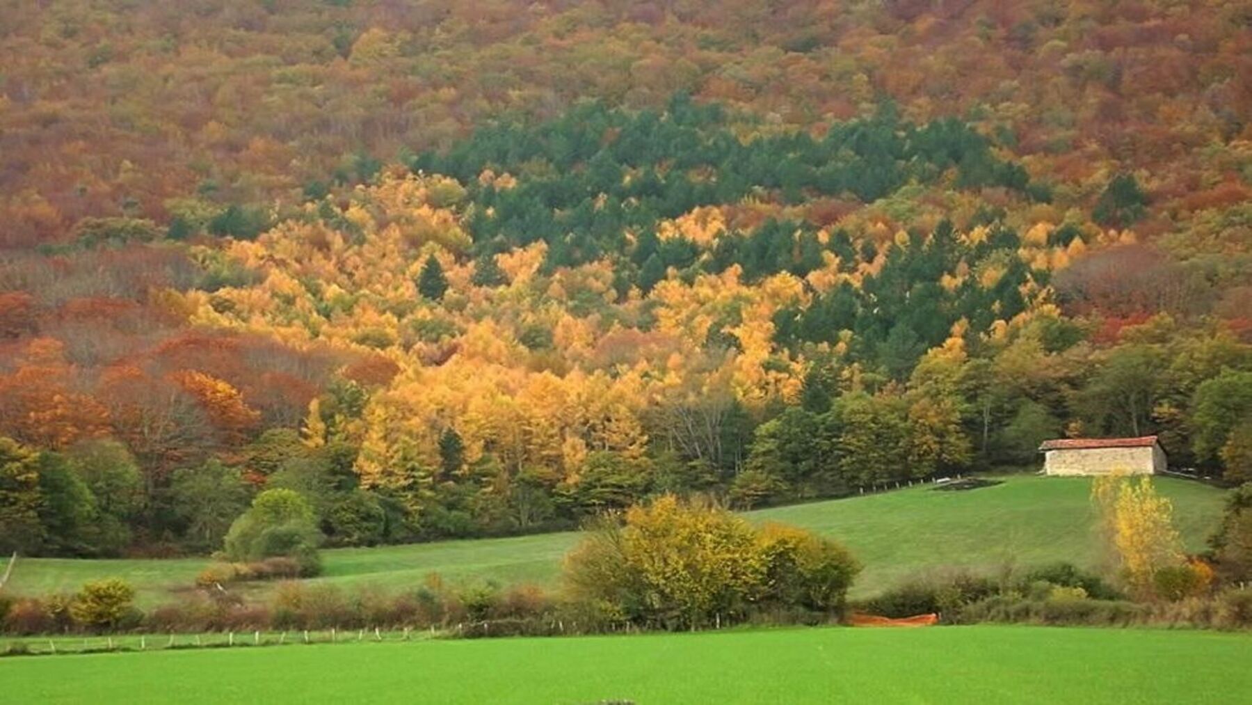 Actualización de la estrategia ambiental de Navarra para los robledales de Ultzama y Basaburua