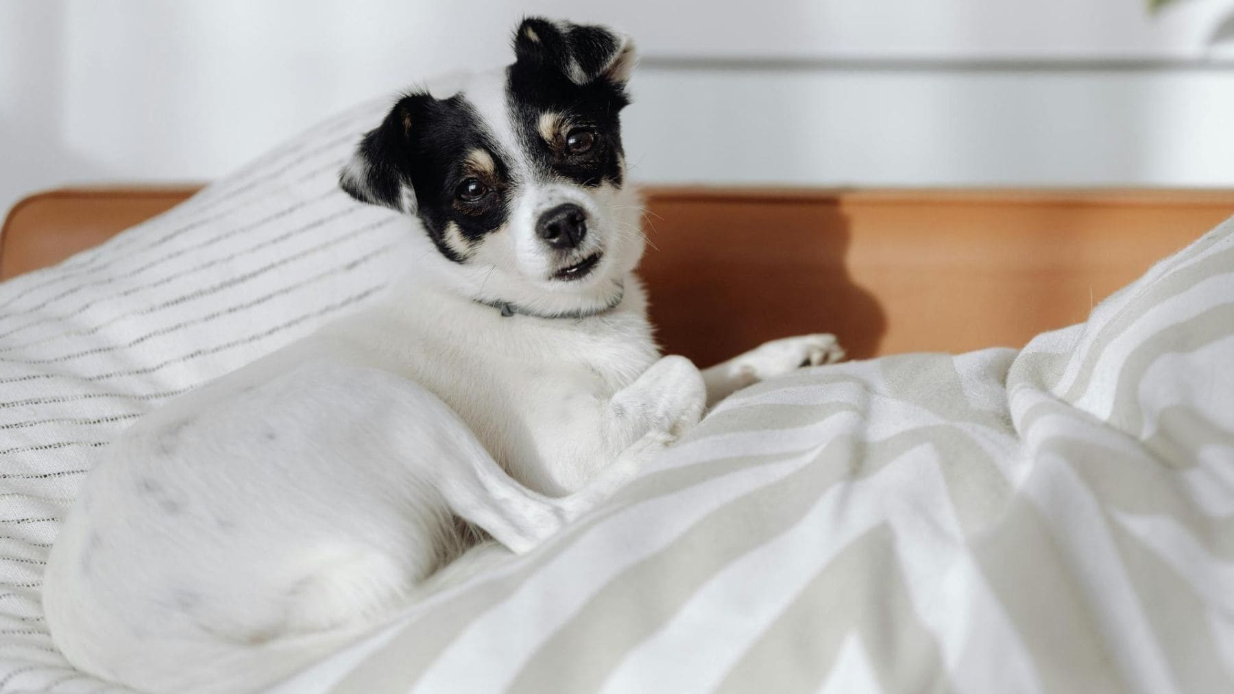 los expertos en perros aseguran que no dejarlo dormir en la cama lo aísla de la familia