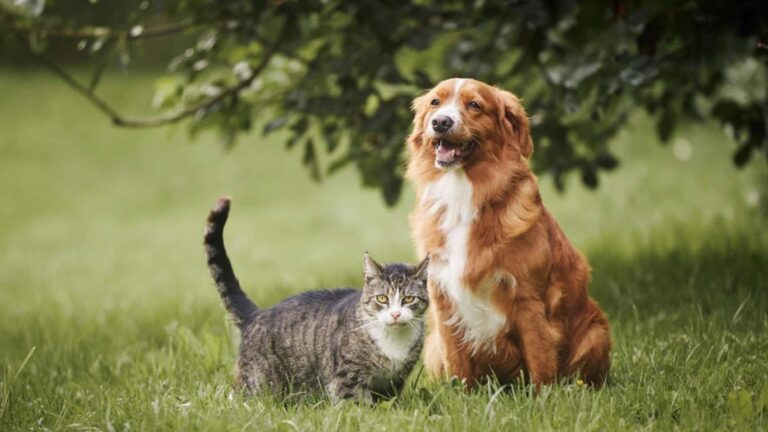 La psicología indica que quienes eligen gatos valoran más la independencia y el espacio personal