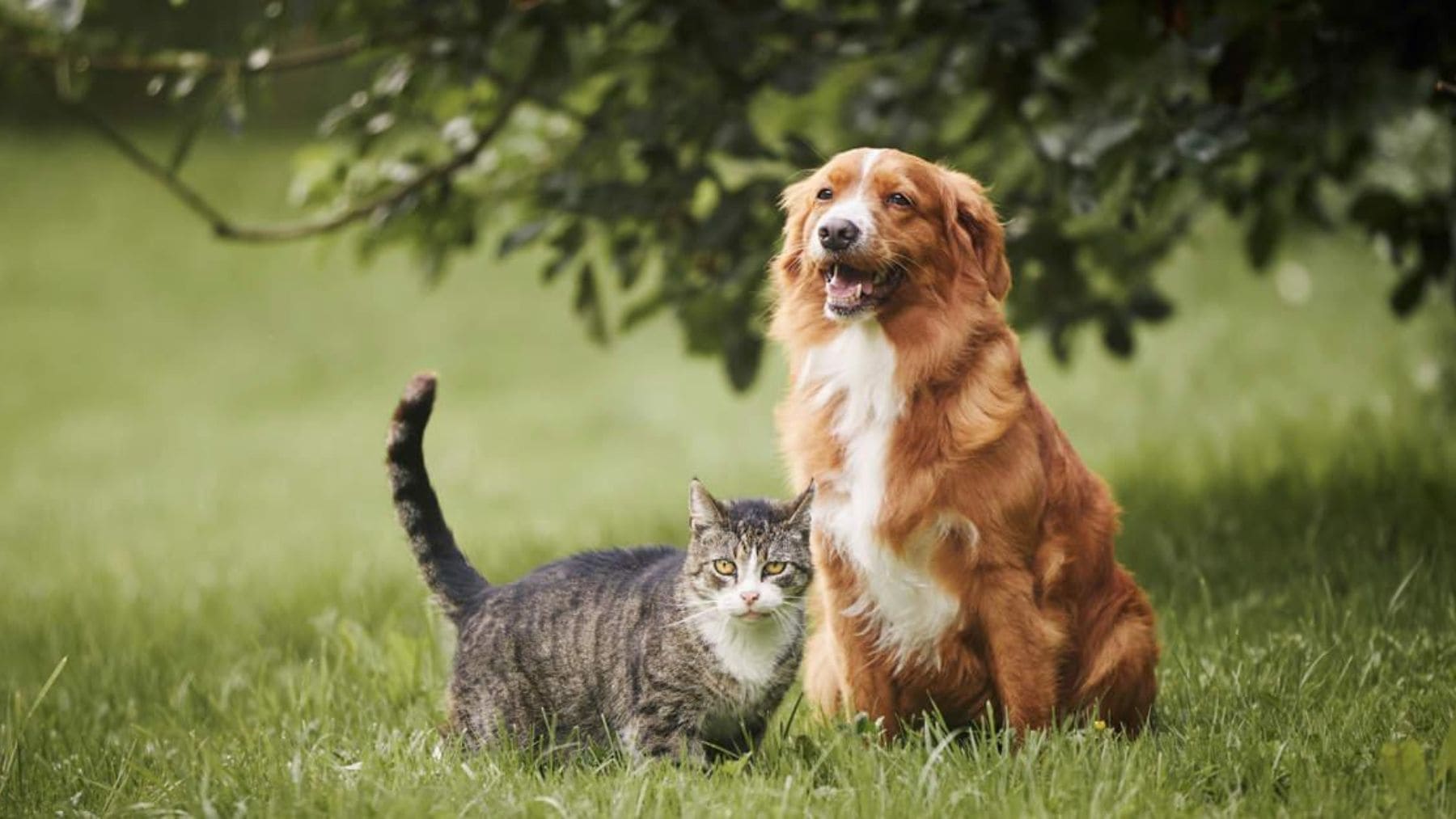 La psicología indica que quienes eligen gatos valoran más la independencia y el espacio personal