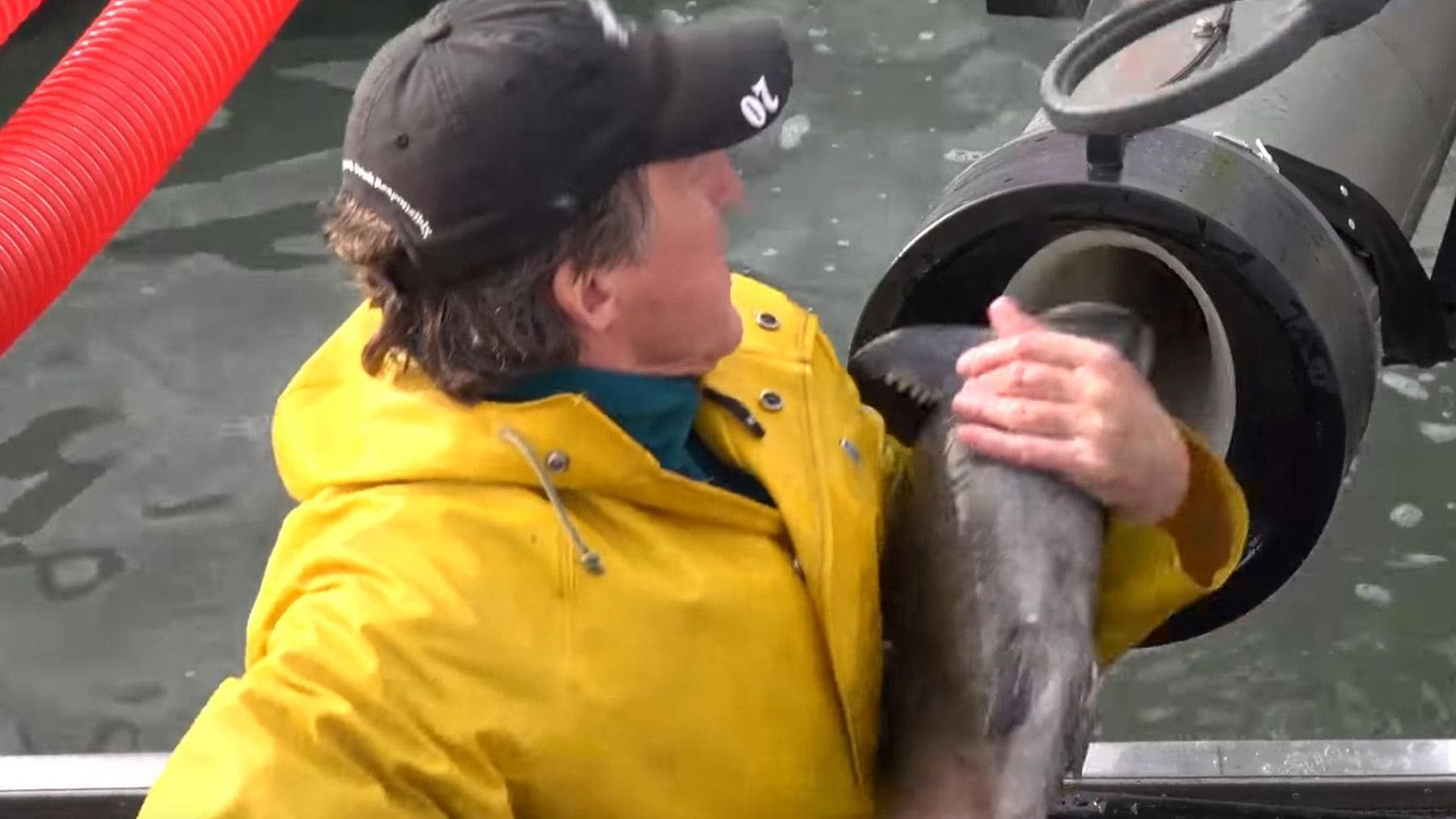 suena duro pero tiene lógica: se disparan salmones en tubos para salvarlos de la extinción