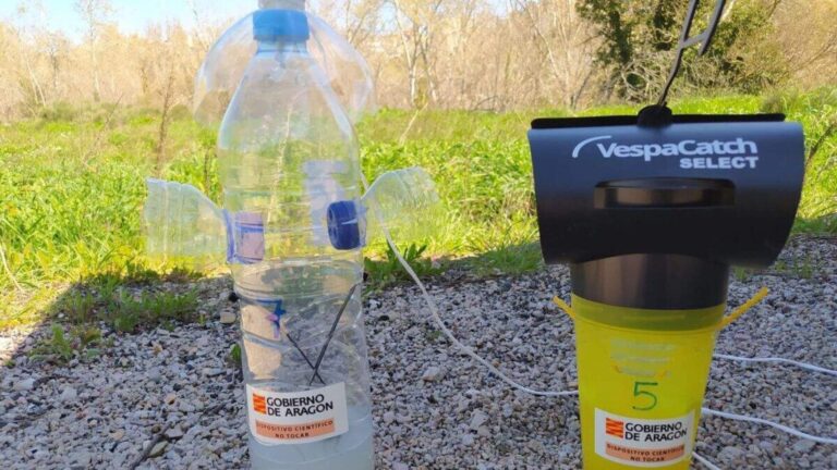 La sorprendente eficacia de una botella para atrapar avispas asiáticas en España este verano