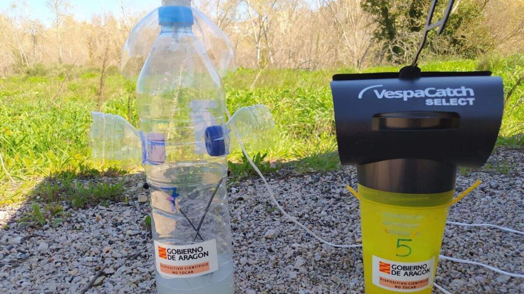 La sorprendente eficacia de una botella para atrapar avispas asiáticas en España este verano