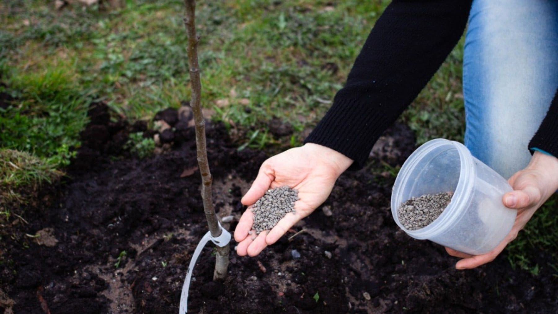 Los agricultores tienen un método secreto para fertilizar árboles y aumentar su producción de